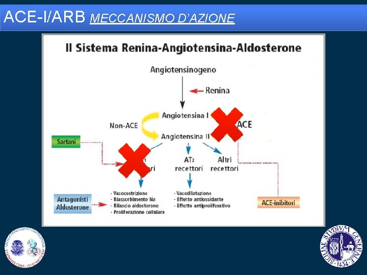 ACE-I/ARB MECCANISMO D’AZIONE 