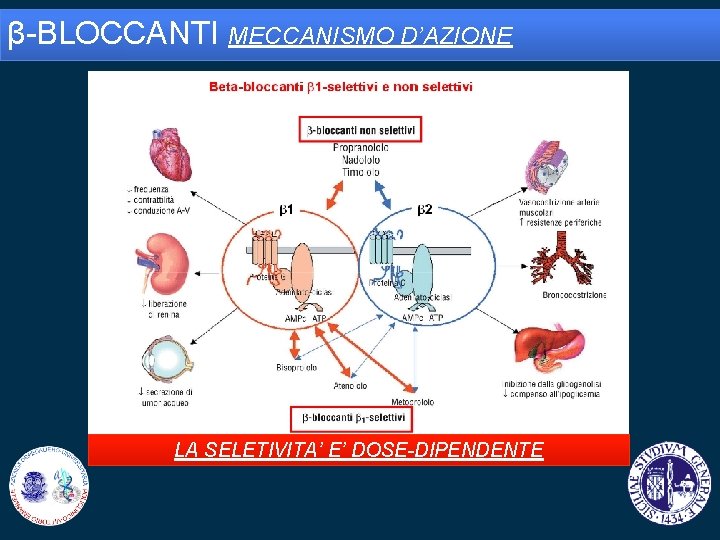 β-BLOCCANTI MECCANISMO D’AZIONE LA SELETIVITA’ E’ DOSE-DIPENDENTE 