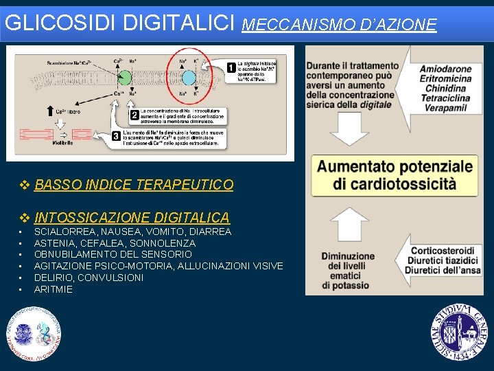 GLICOSIDI DIGITALICI MECCANISMO D’AZIONE v BASSO INDICE TERAPEUTICO v INTOSSICAZIONE DIGITALICA • • •