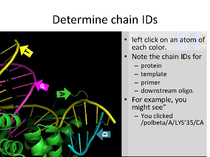 Determine chain IDs T • left click on an atom of each color. • Determine chain IDs T • left click on an atom of each color. •
