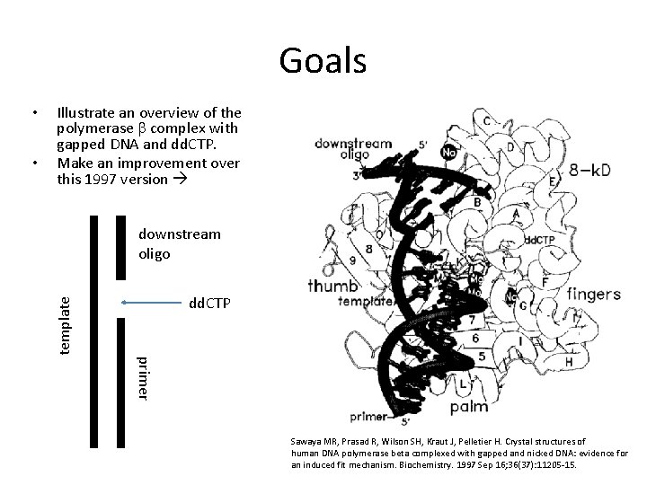 Goals • Illustrate an overview of the polymerase b complex with gapped DNA and Goals • Illustrate an overview of the polymerase b complex with gapped DNA and
