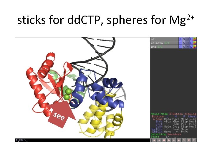 sticks for dd. CTP, spheres for Mg 2+ see sticks for dd. CTP, spheres for Mg 2+ see