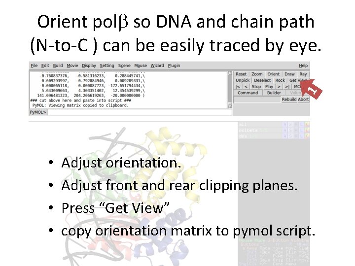 1 Orient polb so DNA and chain path (N-to-C ) can be easily traced 1 Orient polb so DNA and chain path (N-to-C ) can be easily traced