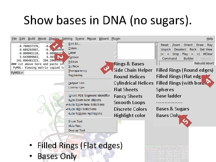 Show bases in DNA (no sugars). 1 2 4 Filled Rings (Round edges) Filled Show bases in DNA (no sugars). 1 2 4 Filled Rings (Round edges) Filled