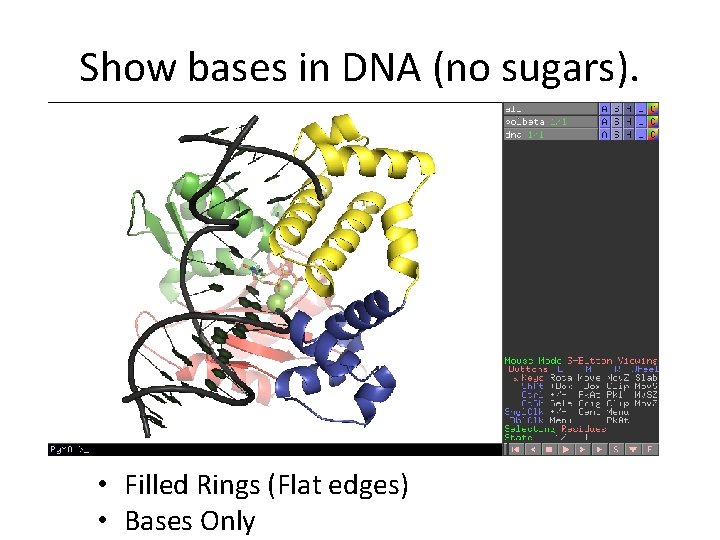 Show bases in DNA (no sugars). • Filled Rings (Flat edges) • Bases Only Show bases in DNA (no sugars). • Filled Rings (Flat edges) • Bases Only