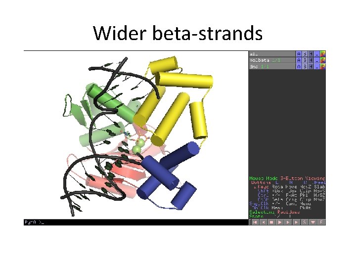 Wider beta-strands Wider beta-strands