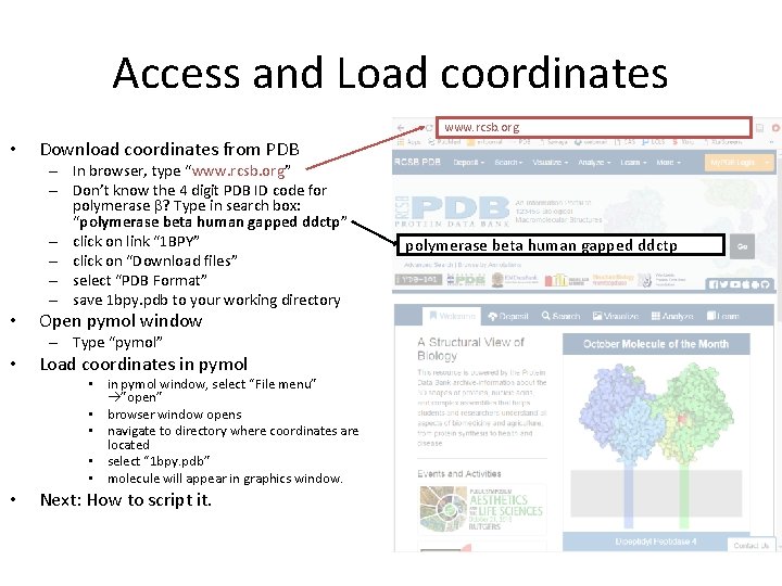 Access and Load coordinates www. rcsb. org • Download coordinates from PDB – In Access and Load coordinates www. rcsb. org • Download coordinates from PDB – In