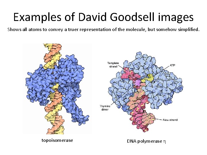 Examples of David Goodsell images Shows all atoms to convey a truer representation of Examples of David Goodsell images Shows all atoms to convey a truer representation of