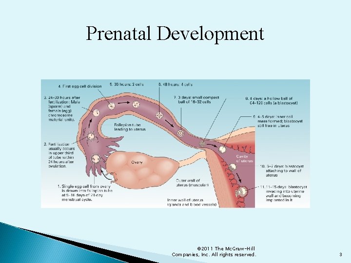 Prenatal Development © 2011 The Mc. Graw-Hill Companies, Inc. All rights reserved. 3 