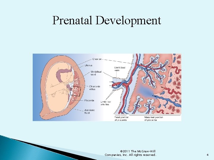 Prenatal Development © 2011 The Mc. Graw-Hill Companies, Inc. All rights reserved. 4 