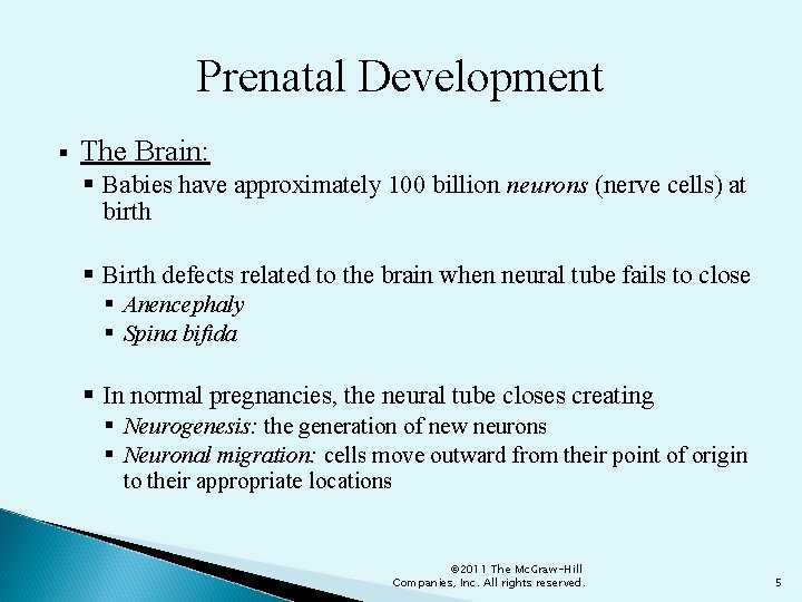 Prenatal Development § The Brain: § Babies have approximately 100 billion neurons (nerve cells)