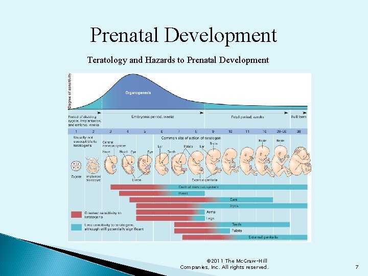 Prenatal Development Teratology and Hazards to Prenatal Development © 2011 The Mc. Graw-Hill Companies,