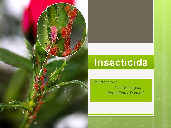 Insecticida Preparado por: Yuli Domínguez. Portal Educa Panamá 