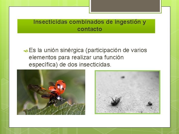 Insecticidas combinados de ingestión y contacto Es la unión sinérgica (participación de varios elementos
