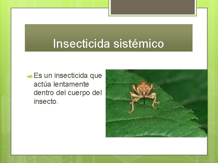 Insecticida sistémico Es un insecticida que actúa lentamente dentro del cuerpo del insecto. 