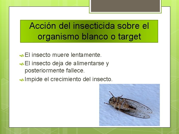 Acción del insecticida sobre el organismo blanco o target El insecto muere lentamente. El