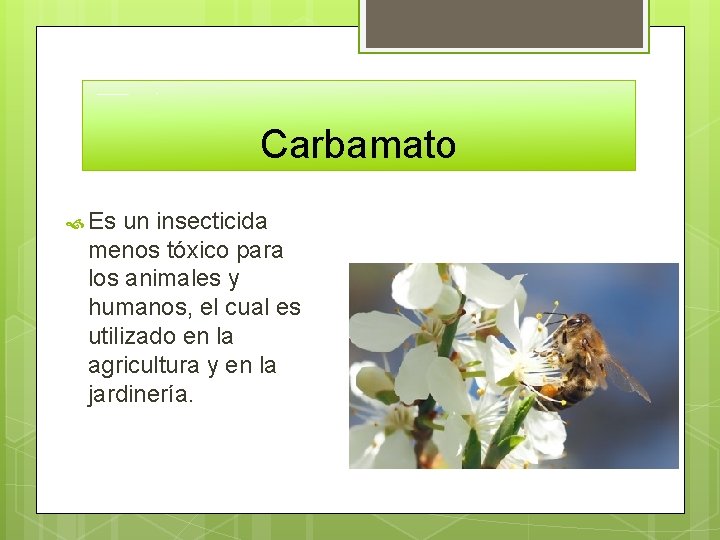 Carbamato Es un insecticida menos tóxico para los animales y humanos, el cual es