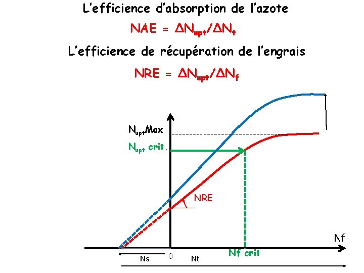 L’efficience d’absorption de l’azote NAE = ∆Nupt/∆Nt L’efficience de récupération de l’engrais NRE = L’efficience d’absorption de l’azote NAE = ∆Nupt/∆Nt L’efficience de récupération de l’engrais NRE =
