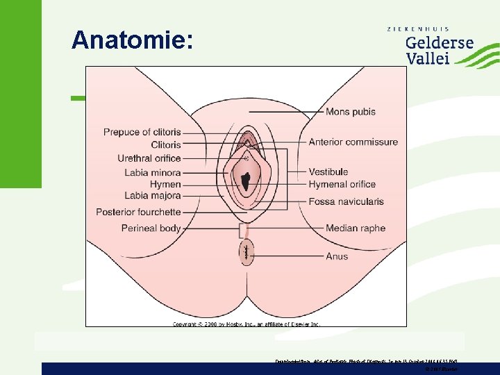 Anatomie: Downloaded from: Atlas of Pediatric Physical Diagnosis, 5 e (on 13 October 2008