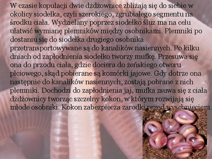 W czasie kopulacji dwie dżdżownice zbliżają się do siebie w okolicy siodełka, czyli szerokiego,