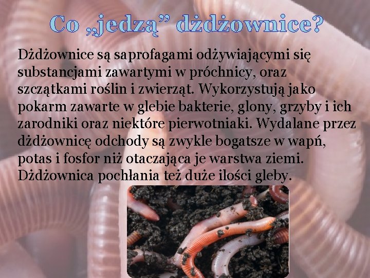 Co „jedzą” dżdżownice? Dżdżownice są saprofagami odżywiającymi się substancjami zawartymi w próchnicy, oraz szczątkami