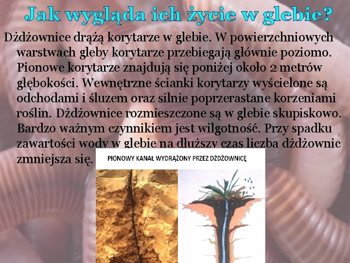 Jak wygląda ich życie w glebie? Dżdżownice drążą korytarze w glebie. W powierzchniowych warstwach