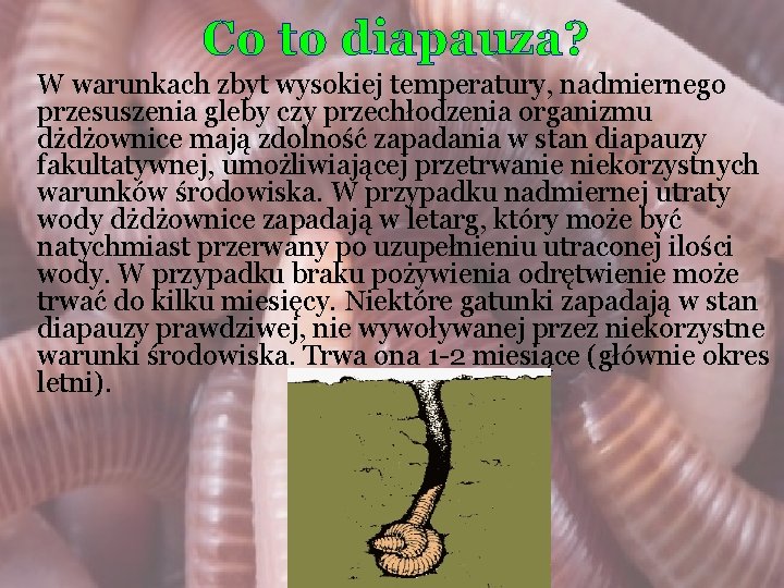 Co to diapauza? W warunkach zbyt wysokiej temperatury, nadmiernego przesuszenia gleby czy przechłodzenia organizmu