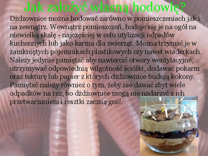 Jak założyć własną hodowlę? Dżdżownice można hodować zarówno w pomieszczeniach jak i na zewnątrz.