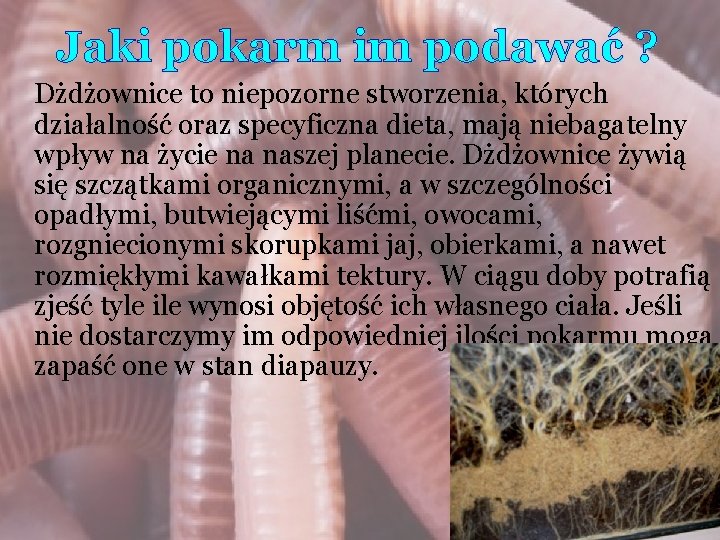 Jaki pokarm im podawać ? Dżdżownice to niepozorne stworzenia, których działalność oraz specyficzna dieta,