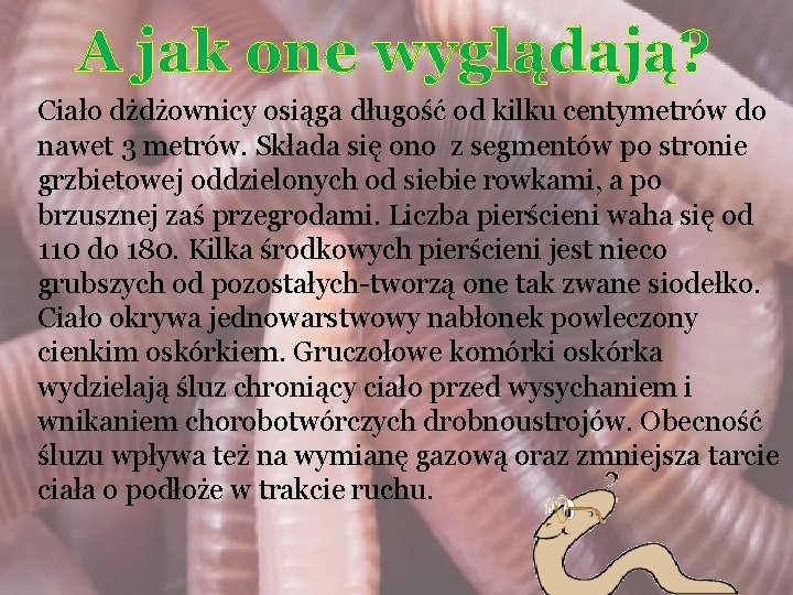 A jak one wyglądają? Ciało dżdżownicy osiąga długość od kilku centymetrów do nawet 3