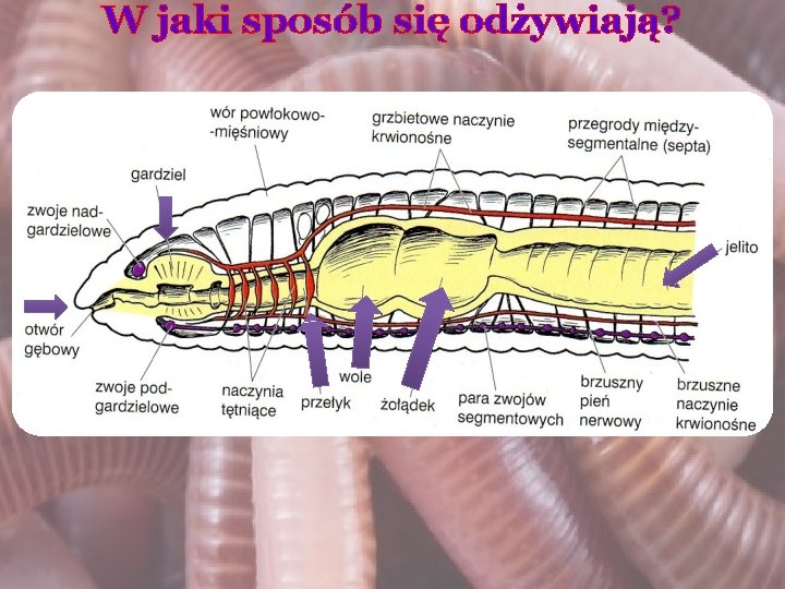  W jaki sposób się odżywiają? 