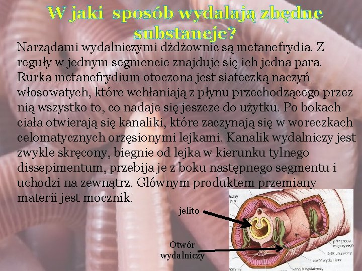 W jaki sposób wydalają zbędne substancje? Narządami wydalniczymi dżdżownic są metanefrydia. Z reguły w