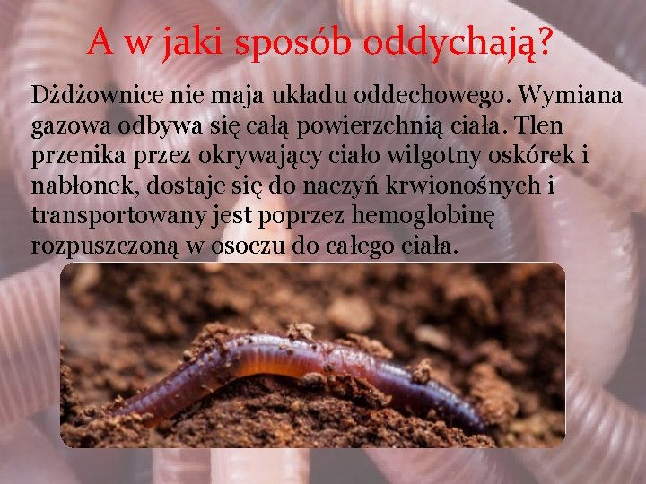 A w jaki sposób oddychają? Dżdżownice nie maja układu oddechowego. Wymiana gazowa odbywa się