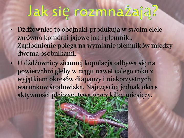 Jak się rozmnażają? • Dżdżownice to obojnaki-produkują w swoim ciele zarówno komórki jajowe jak