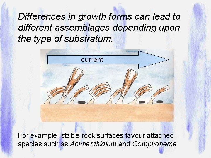 Differences in growth forms can lead to different assemblages depending upon the type of