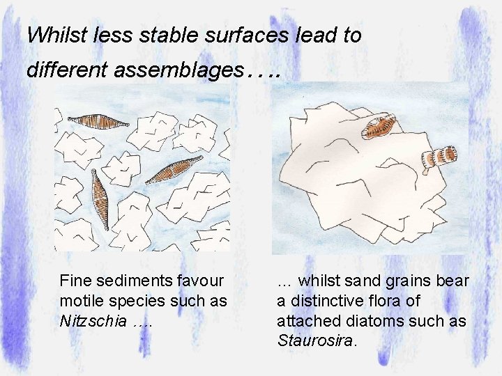 Whilst less stable surfaces lead to different assemblages…. Fine sediments favour motile species such