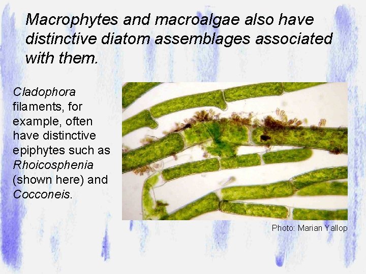 Macrophytes and macroalgae also have distinctive diatom assemblages associated with them. Cladophora filaments, for