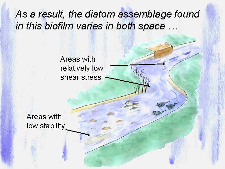 As a result, the diatom assemblage found in this biofilm varies in both space