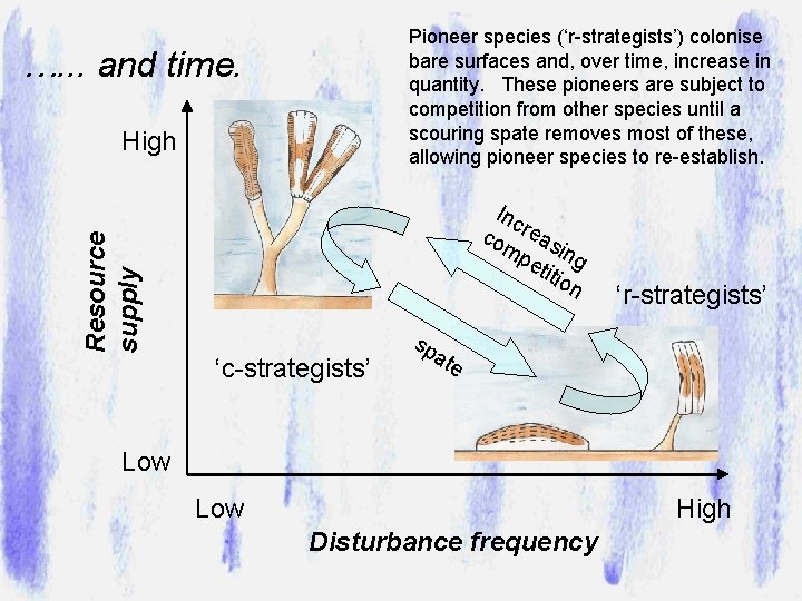 Pioneer species (‘r-strategists’) colonise bare surfaces and, over time, increase in quantity. These pioneers