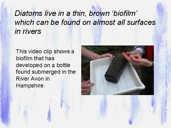Diatoms live in a thin, brown ‘biofilm’ which can be found on almost all