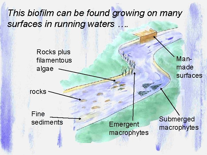 This biofilm can be found growing on many surfaces in running waters …. Rocks