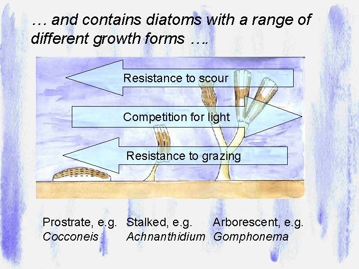 … and contains diatoms with a range of different growth forms …. Resistance to