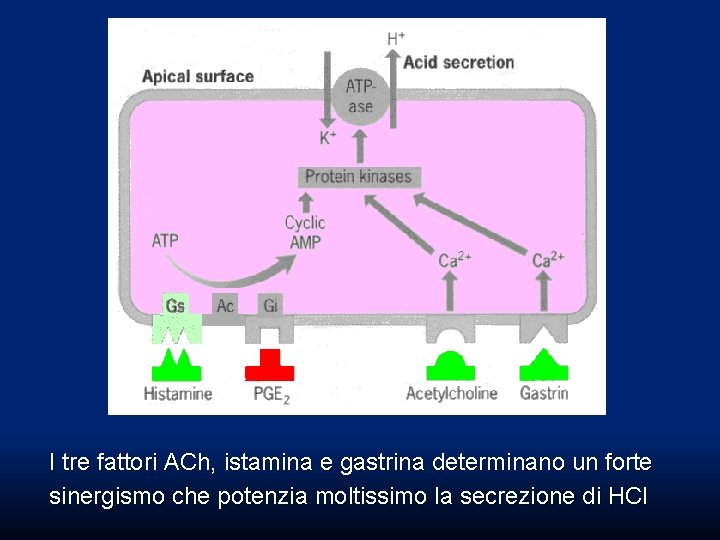 I tre fattori ACh, istamina e gastrina determinano un forte sinergismo che potenzia moltissimo I tre fattori ACh, istamina e gastrina determinano un forte sinergismo che potenzia moltissimo