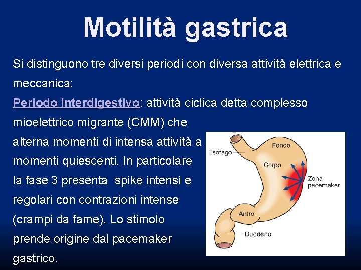Motilità gastrica Si distinguono tre diversi periodi con diversa attività elettrica e meccanica: Periodo Motilità gastrica Si distinguono tre diversi periodi con diversa attività elettrica e meccanica: Periodo
