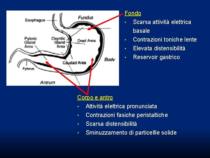 Fondo • Scarsa attività elettrica basale • Contrazioni toniche lente LES • • Elevata Fondo • Scarsa attività elettrica basale • Contrazioni toniche lente LES • • Elevata