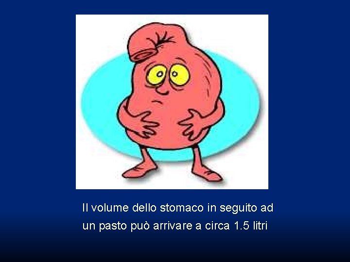 Il volume dello stomaco in seguito ad un pasto può arrivare a circa 1. Il volume dello stomaco in seguito ad un pasto può arrivare a circa 1.