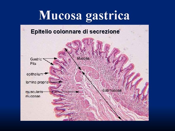 Mucosa gastrica Epitelio colonnare di secrezione Mucosa gastrica Epitelio colonnare di secrezione