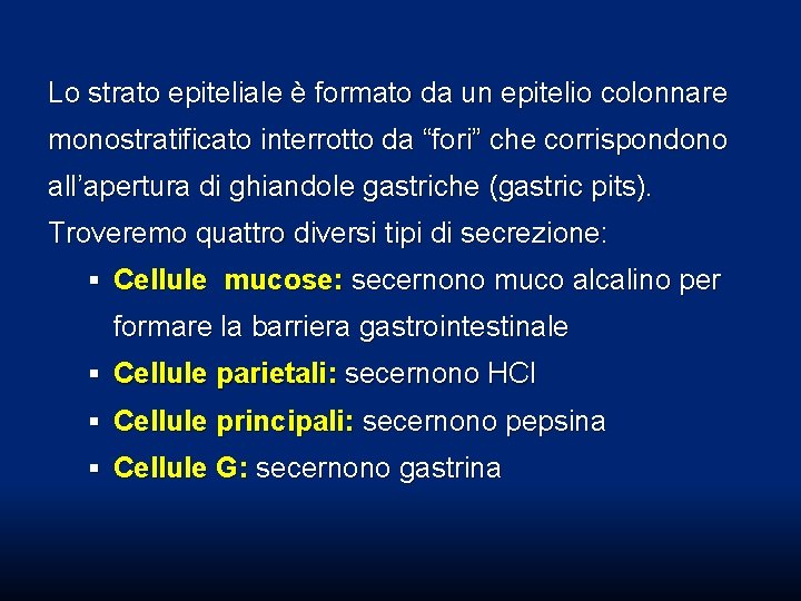 Lo strato epiteliale è formato da un epitelio colonnare monostratificato interrotto da “fori” che Lo strato epiteliale è formato da un epitelio colonnare monostratificato interrotto da “fori” che