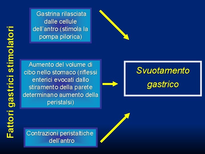 Fattori gastrici stimolatori Gastrina rilasciata dalle cellule dell’antro (stimola la pompa pilorica) Aumento del Fattori gastrici stimolatori Gastrina rilasciata dalle cellule dell’antro (stimola la pompa pilorica) Aumento del