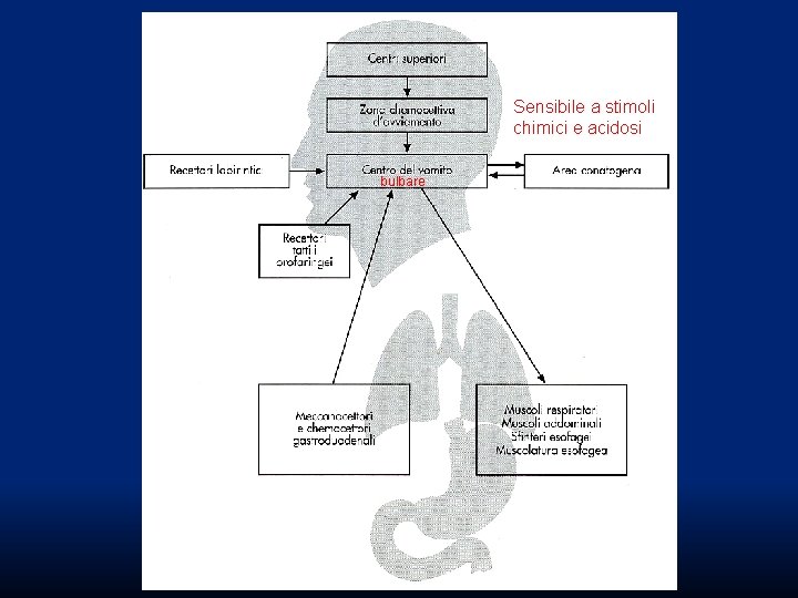 Sensibile a stimoli chimici e acidosi bulbare Sensibile a stimoli chimici e acidosi bulbare